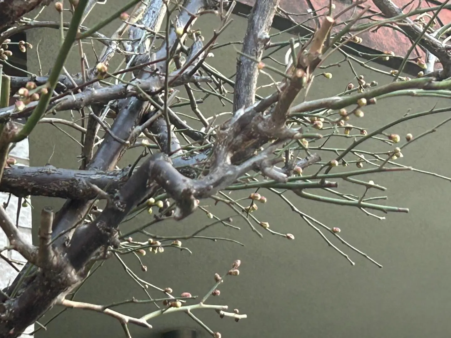 今日は、立春。